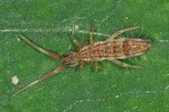 Orchesella flavescens