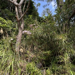 Rhododendron tashiroi
