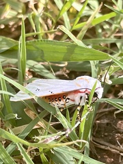 Rhodogastria similis