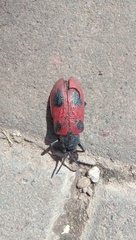 Coraliomela quadrimaculata