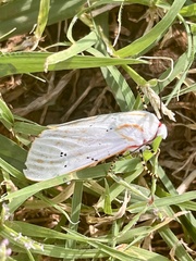 Rhodogastria similis