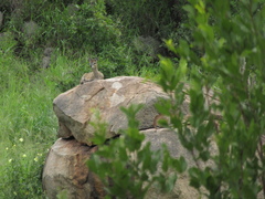 Oreotragus oreotragus transvaalensis