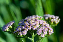 Achillea