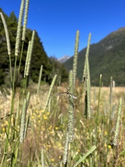 Leptotarsus vulpinus