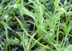 Plagiobothrys scouleri