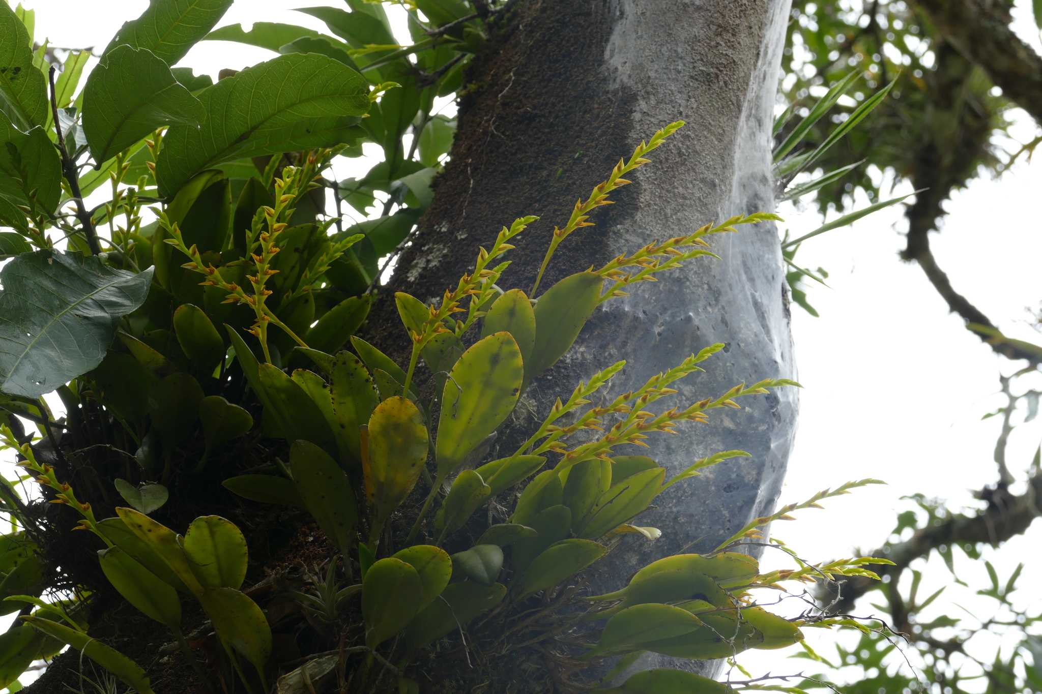 Acianthera tricarinata image