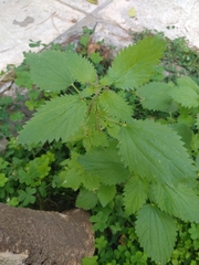 Urtica membranacea