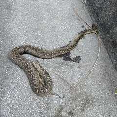 Protobothrops flavoviridis