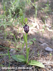 Ophrys kotschyi