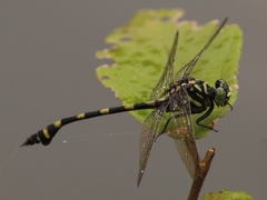 Ictinogomphus decoratus