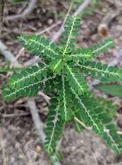 Phyllanthus amarus