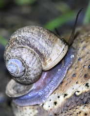 Cyclophorus martensianus