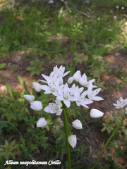 Allium neapolitanum