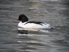 Mergus merganser merganser