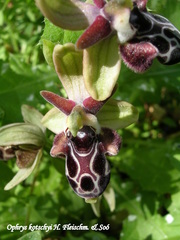 Ophrys kotschyi