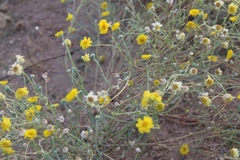 Baileya pleniradiata