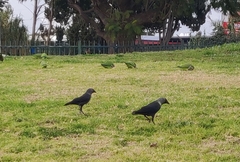 Corvus monedula