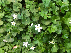 Ellisiophyllum pinnatum