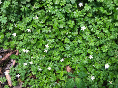 Ellisiophyllum pinnatum