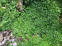 Ellisiophyllum pinnatum