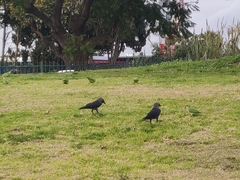 Corvus monedula