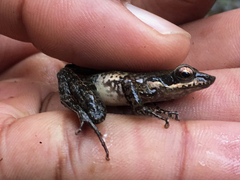 Natalobatrachus bonebergi