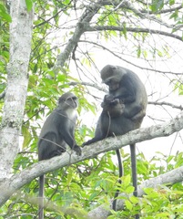 Cercopithecus mitis albogularis