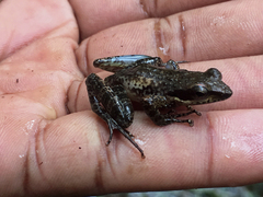 Natalobatrachus bonebergi