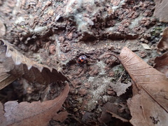 Platynaspidius maculosa