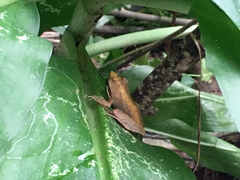 Natalobatrachus bonebergi