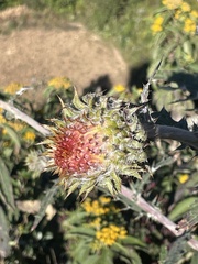 Cirsium subcoriaceum