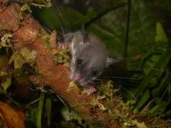 Lorentzimys nouhuysii