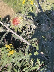 Cirsium subcoriaceum