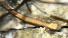 Onychodactylus koreanus