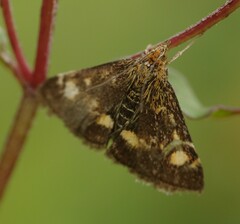 Pyrausta aurata