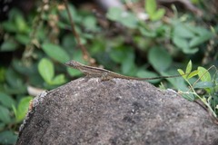 Anolis roquet