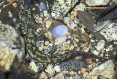 Onychodactylus koreanus