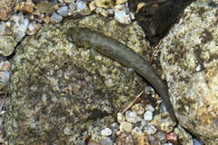 Onychodactylus koreanus