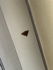 Pechipogo plumigeralis
