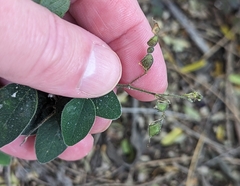 Desmodium tortuosum