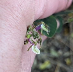 Desmodium tortuosum