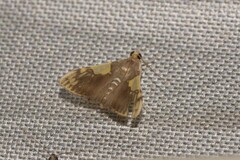 Rehimena cissophora