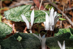 Cyclamen creticum