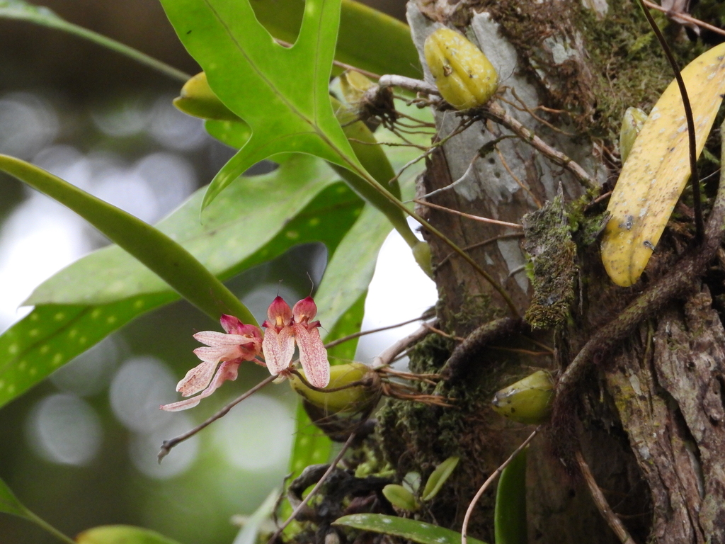 Bulbophyllum longiflorum