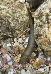 Onychodactylus koreanus