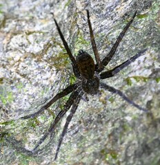 Dolomedes raptor