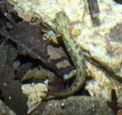 Onychodactylus koreanus