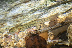 Onychodactylus koreanus