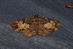 Scotocyma albinotata