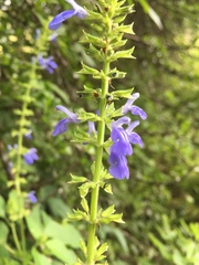 Salvia longispicata
